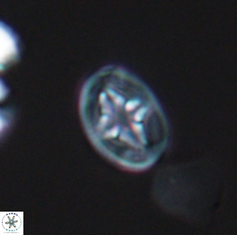 Bukrylithus ambiguus 9323
