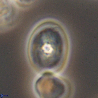 Bukrylithus ambiguus 9335