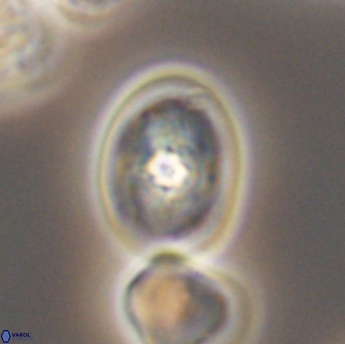 Bukrylithus ambiguus 9336