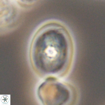 Bukrylithus ambiguus 9336