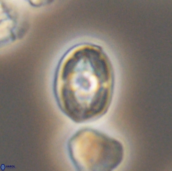 Bukrylithus ambiguus 9337