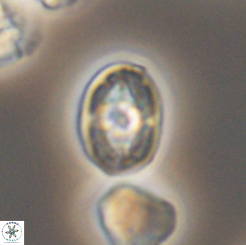 Bukrylithus ambiguus 9337