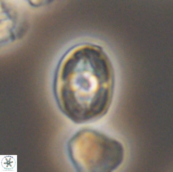 Bukrylithus ambiguus 9338
