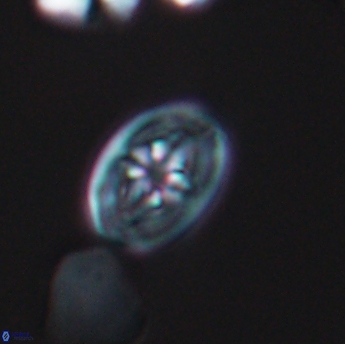 Bukrylithus ambiguus 9331