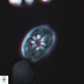 Bukrylithus ambiguus 9331