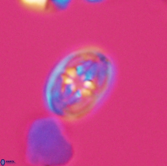 Bukrylithus ambiguus 9332