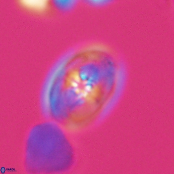 Bukrylithus ambiguus 9333