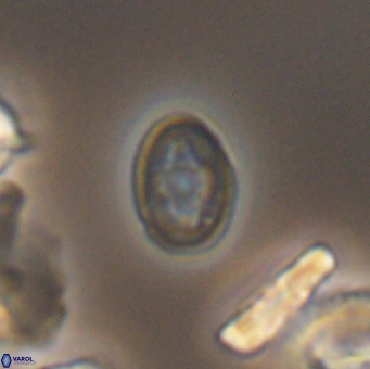 Bukrylithus ambiguus 9565