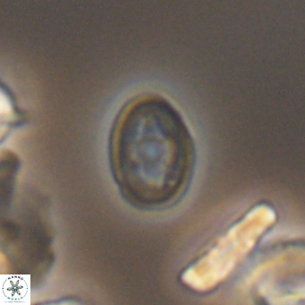 Bukrylithus ambiguus 9565