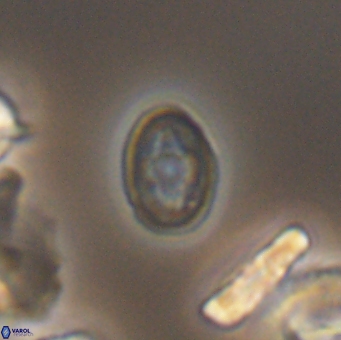 Bukrylithus ambiguus 9566