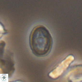 Bukrylithus ambiguus 9566