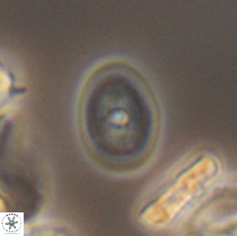 Bukrylithus ambiguus 9567