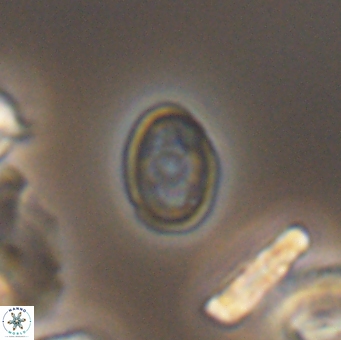 Bukrylithus ambiguus 9568