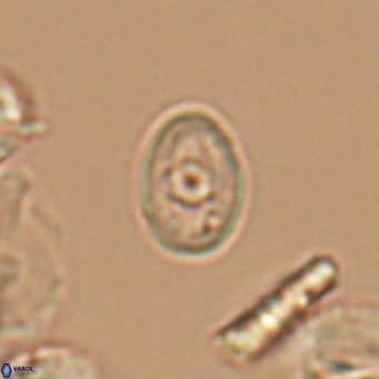 Bukrylithus ambiguus 9569