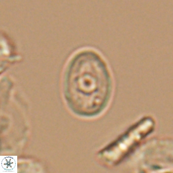 Bukrylithus ambiguus 9569