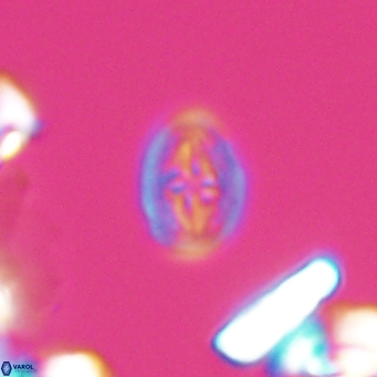 Bukrylithus ambiguus 9574