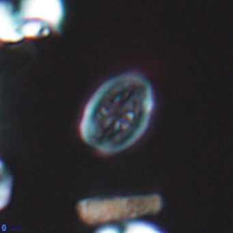 Bukrylithus ambiguus 9575