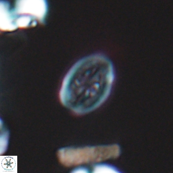Bukrylithus ambiguus 9575