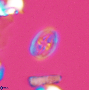 Bukrylithus ambiguus 9576