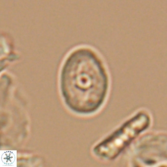 Bukrylithus ambiguus 9570