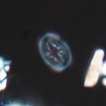 Bukrylithus ambiguus 9571