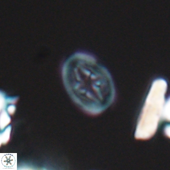 Bukrylithus ambiguus 9571