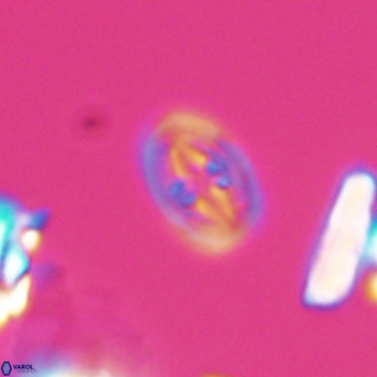 Bukrylithus ambiguus 9572