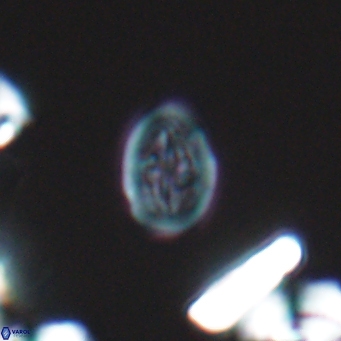 Bukrylithus ambiguus 9573