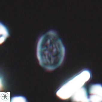Bukrylithus ambiguus 9573