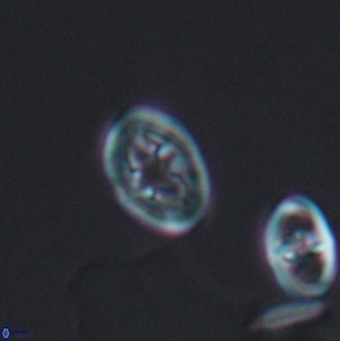 Bukrylithus ambiguus 12846