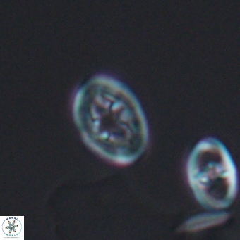 Bukrylithus ambiguus 12846