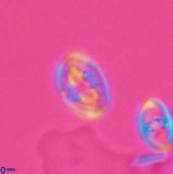 Bukrylithus ambiguus 12847