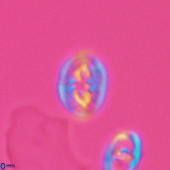 Bukrylithus ambiguus 12849