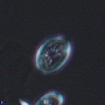 Bukrylithus ambiguus 12850