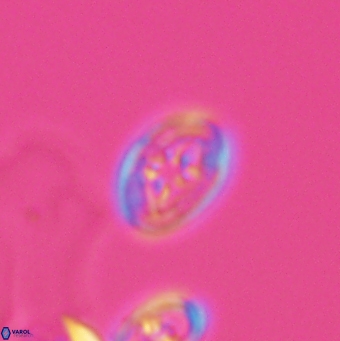 Bukrylithus ambiguus 12851