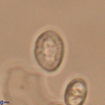 Bukrylithus ambiguus 12852