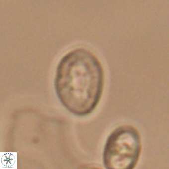 Bukrylithus ambiguus 12852