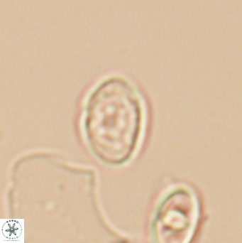 Bukrylithus ambiguus 12853