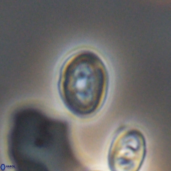 Bukrylithus ambiguus 12854