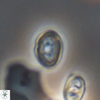 Bukrylithus ambiguus 12854
