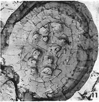 Chorismotiva multicava 14149