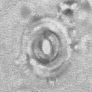 Toweius magnicrassus VR 025644