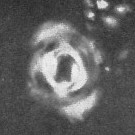 Toweius magnicrassus VR 025644