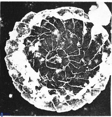Cyclagelosphaera margerelii 2950