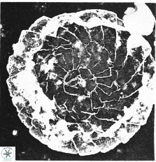 Cyclagelosphaera margerelii 2950