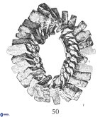 Watznaueria martelae 38944