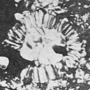 Conusphaera mexicana mexicana 26263