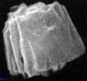 Conusphaera mexicana minor 26257