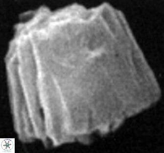 Conusphaera mexicana minor 26257