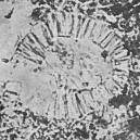 Conusphaera mexicana mexicana 26263